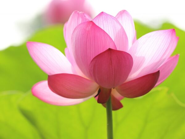 What to expect from holistic grief coaching