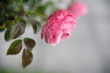 sad pink flower of grief