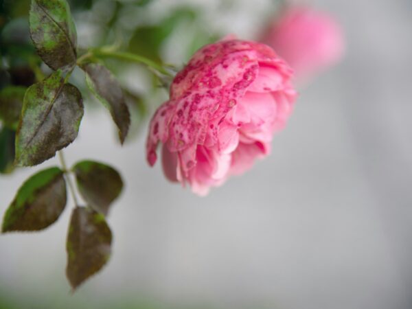My Holistic Approach to Grief