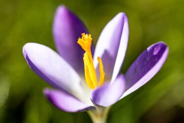 saffron for depression