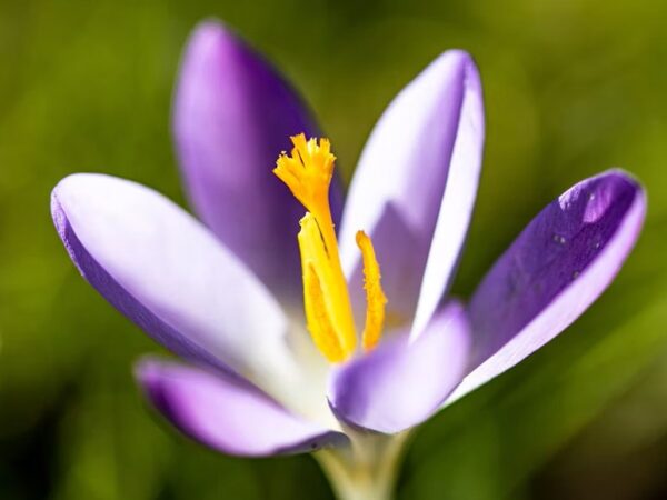 Saffron and mood: what does the research show?